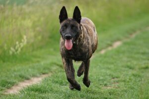 散歩中に吠える犬のしつけ方法は？