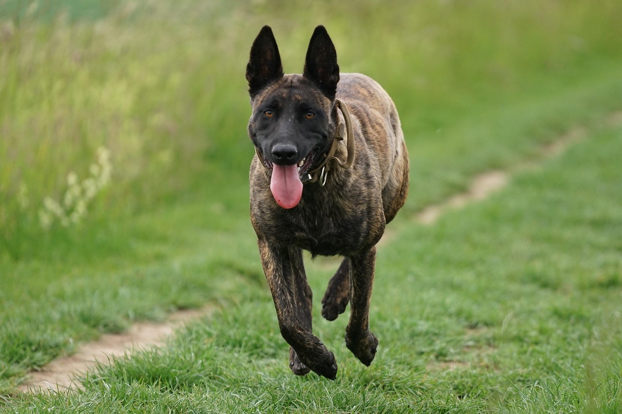 散歩中に吠える犬のしつけ方法は？