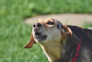 犬の無駄吠えを解消するためのしつけトレーニング方法は？