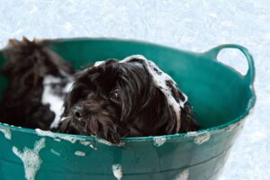 子犬がシャンプーを嫌がる時の練習方法は？