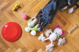 子犬がベッドを噛むときの効果的なしつけ方法は？
