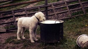 子犬がミルクを飲まない時の対処法は？