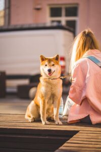子犬がリードを緩くして歩くための方法は？