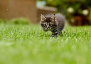 子犬が跳ねる興奮をやめさせるための効果的な方法は？