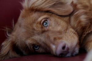 子犬が食事前に鳴く理由と餌の与え方は？