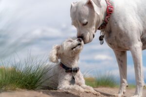 子犬にボールで遊びを教える方法は？