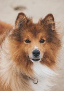 子犬のいびきをかく原因とそのしつけ方法は？