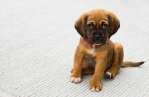 子犬の抜け毛を効果的に掃除するコツは？