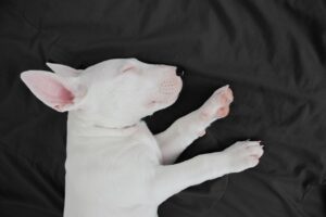 子犬の睡眠リズムを上手に作る方法は？