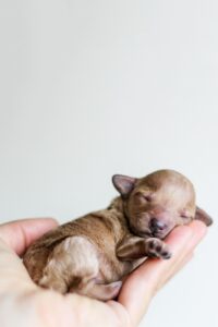 子犬の睡眠時間の目安はどれくらい？