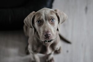 子犬の運動不足を解消する方法は？