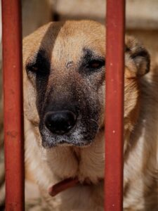 子犬がケージで寝るのを嫌がる理由とは？