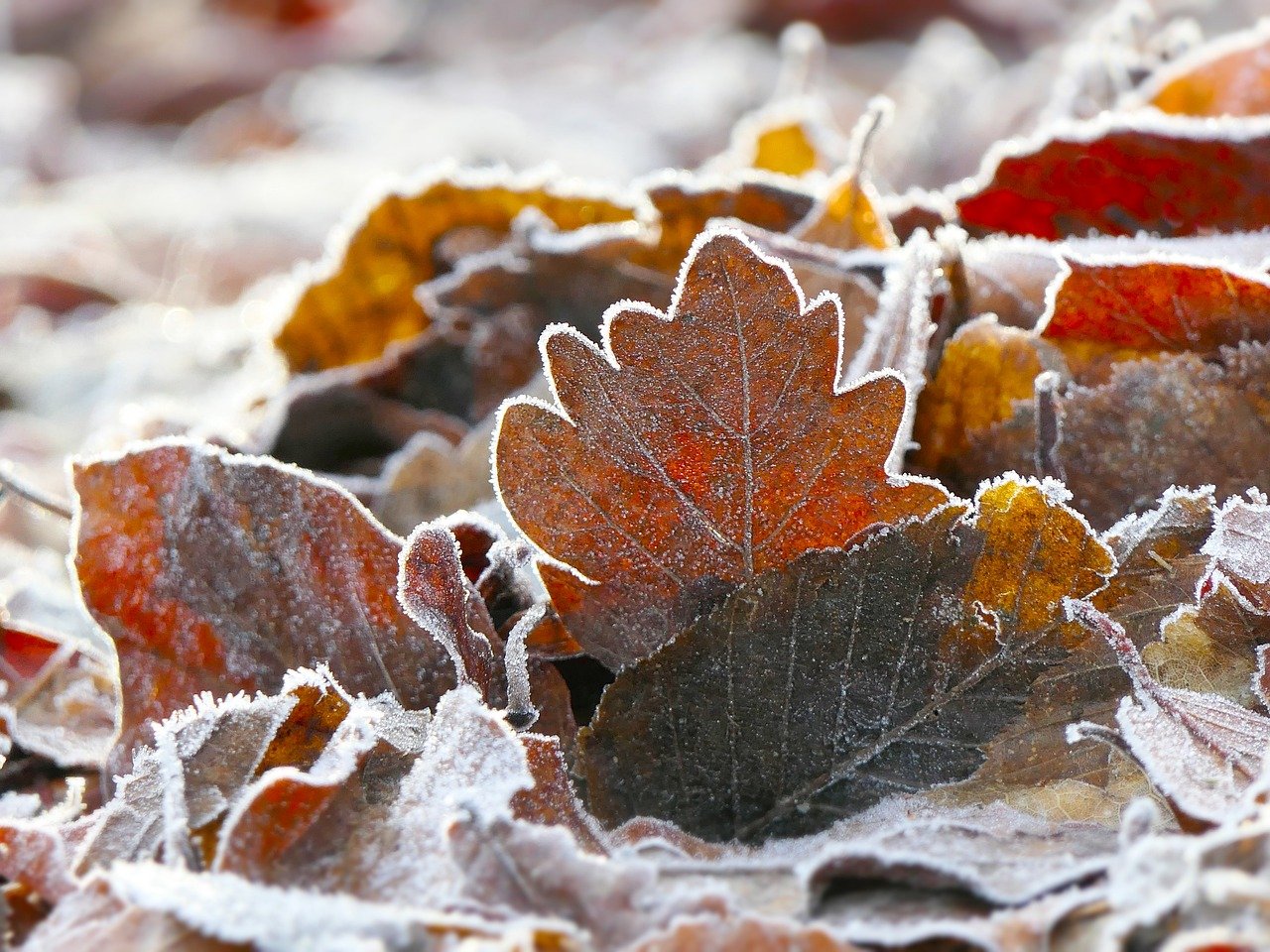 子犬が冬の寒さに対する効果的な対策は？