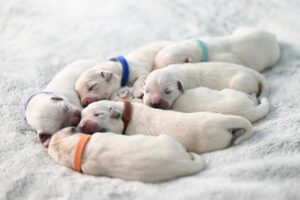 子犬が大きい犬に対して怖がる理由とは？