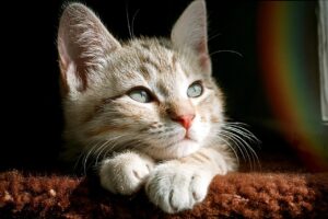 子犬が暗い中で震える原因とその対処法は？