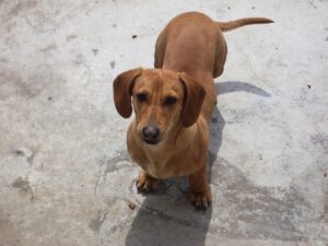 子犬が高い吠え声を出す理由とその対策は？
