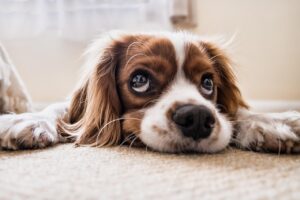子犬が高い所を登るときに怖がる理由とは？