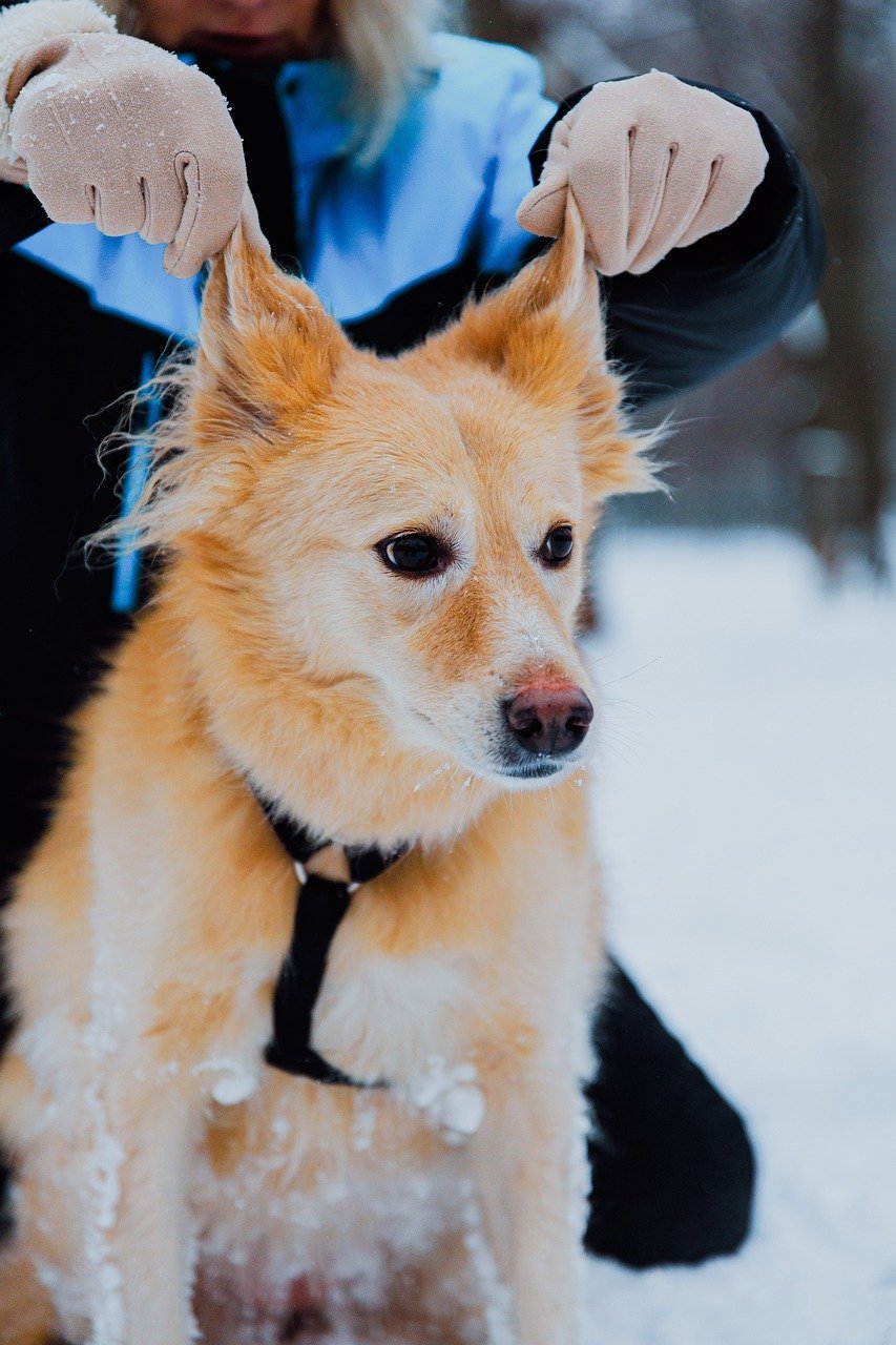 子犬にリードを外すコツは何ですか？