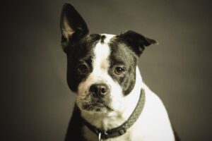 子犬に首輪を付け方は初めての飼い主でも簡単にできる？