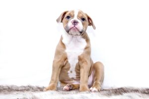 子犬のしつけに役立つおすすめの本は？