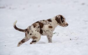 子犬の不安を解消するための定しつけ方法は？