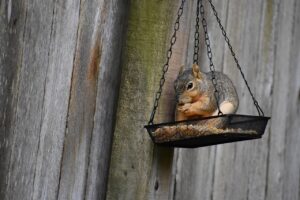 子犬の分割給餌のメリットとは何ですか？