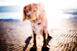 子犬の去勢はいつするのがベストですか？