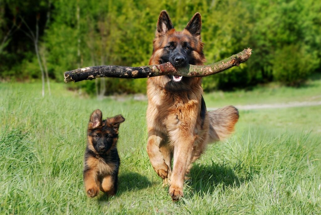 子犬の夏の暑さ対策にはどんな方法がある？