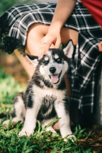子犬を夏場に外で遊ばせる際の注意点は？