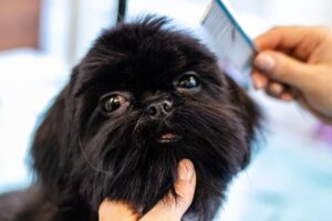 子犬を迎えるために必要なグッズのリストは？