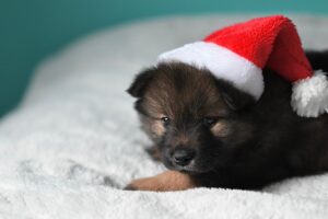 子犬を迎える前に揃えるべき重要なグッズは？