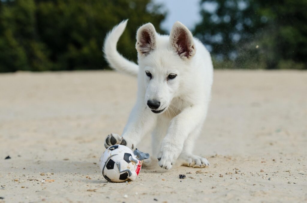 子犬を連れ出すと迷惑になるシチュエーションとは？