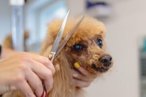 子犬が言うことを聞かない時の対処法は？