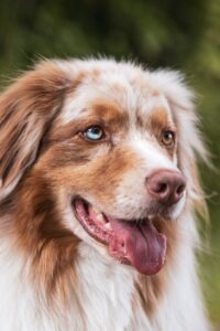 成犬の問題行動を改善するための効果的な対策は？