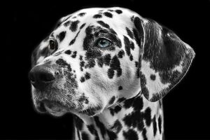 犬が吠え止まらない時の対処法は？