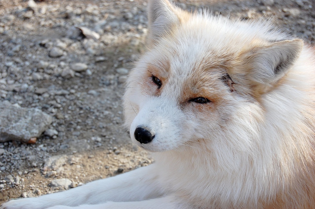 犬が家で暴れる理由とその対策は？
