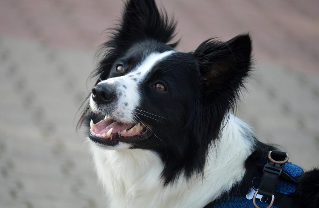 犬が散歩中に怖がる原因とその対策は？