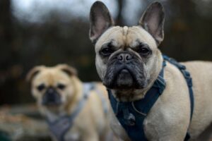 犬が留守番中に吠える原因と対策は？