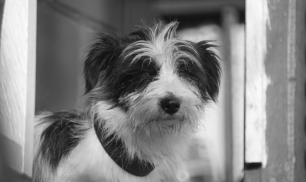 犬と一人で過ごす時にできないことは？