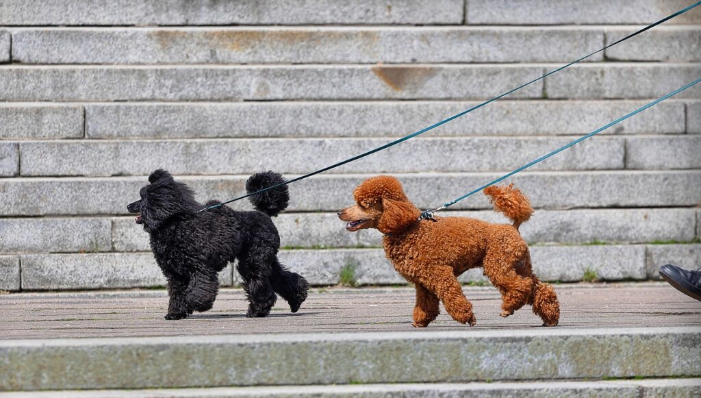 犬の散歩で役立つしつけ方法とは？