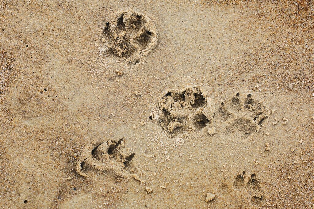 犬の散歩中に吠える理由と対策は？