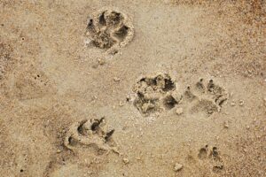犬の散歩中に吠える理由と対策は？