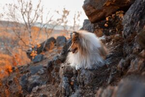 犬はかわいいけどつらい瞬間を乗り越える方法は？