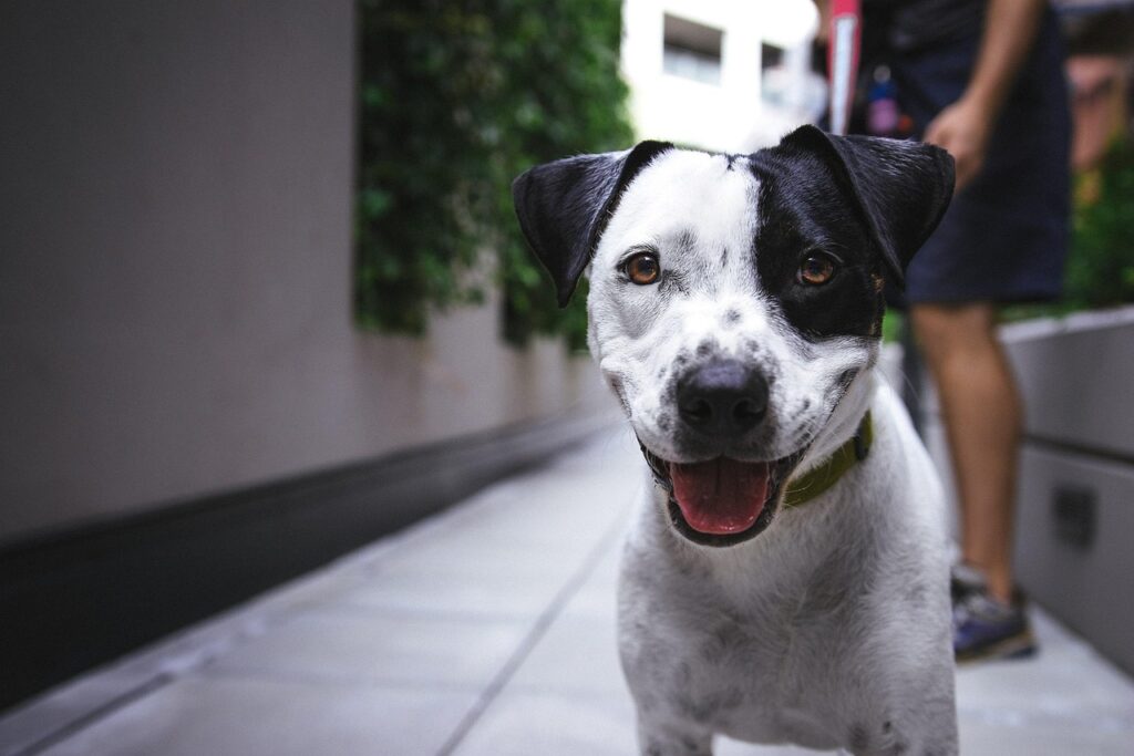 犬のしつけが直らない理由とその対策は？