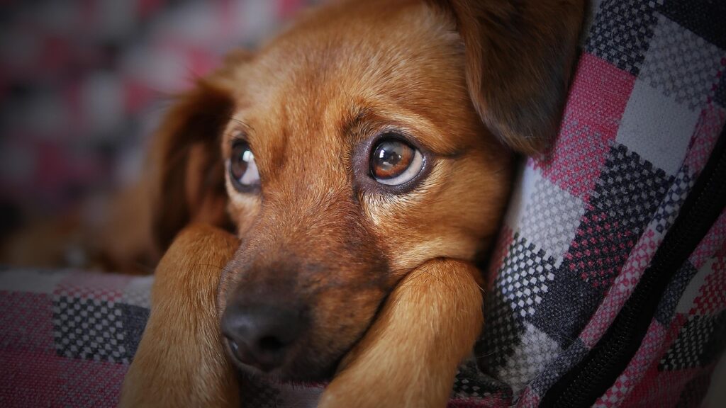 犬のしつけが遅れても大丈夫な方法は？