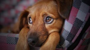 犬のしつけが遅れても大丈夫な方法は？