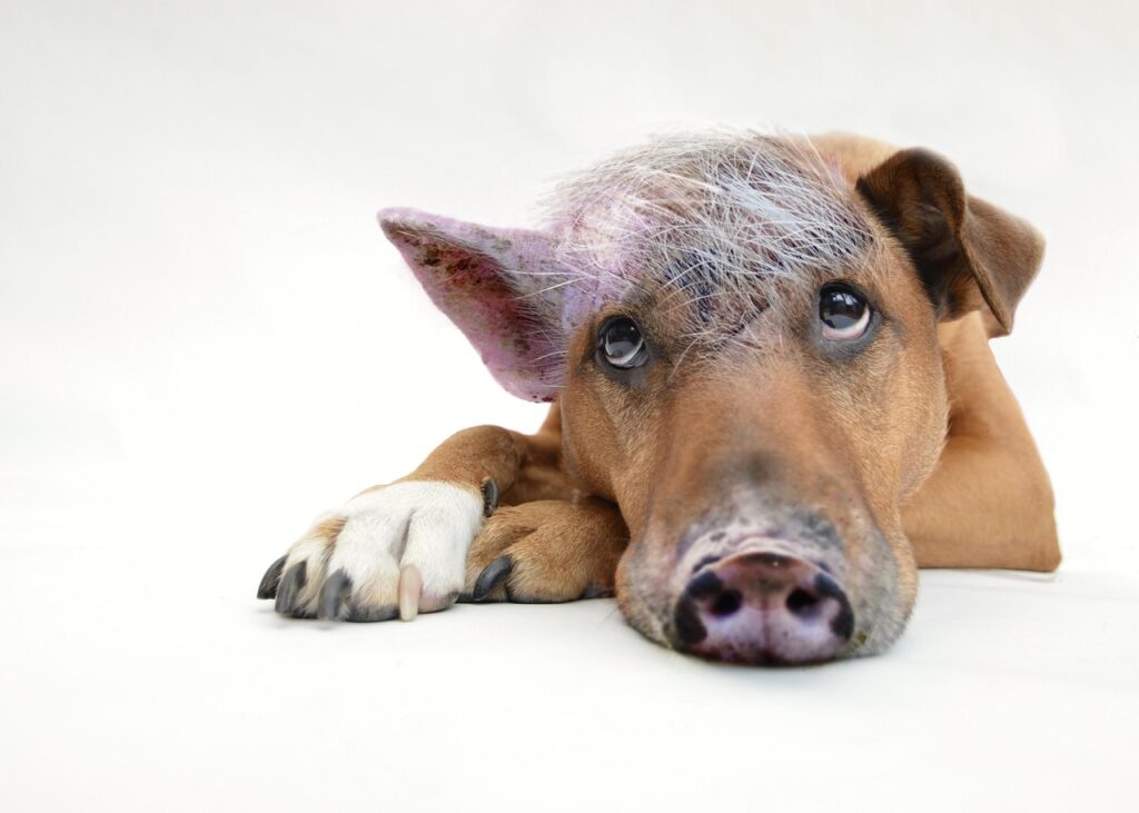 犬のしつけで失敗したときの取り戻す方法は？