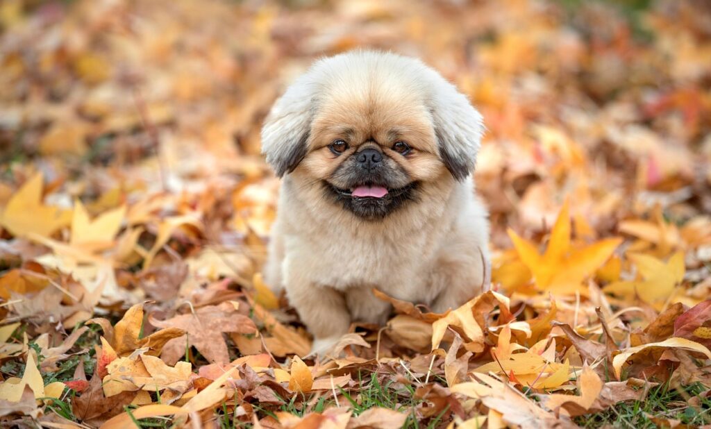 犬のしつけにかかる費用は本当に高いのか？