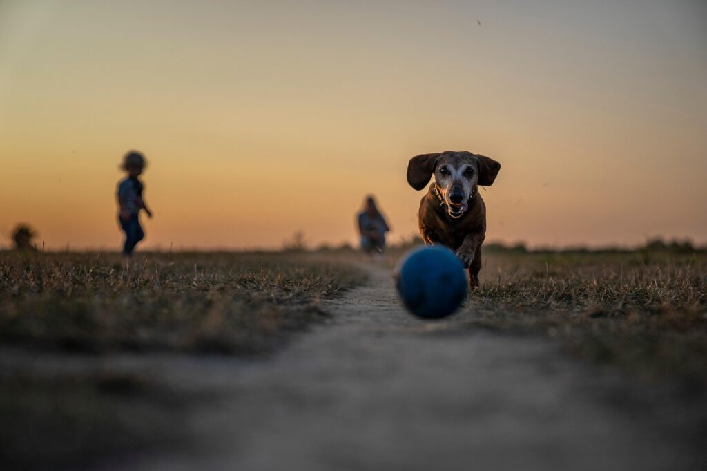 犬のしつけ教室で不安を解消するためのポイントは？