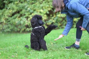 犬のしつけ教室に行くべき理由とは？